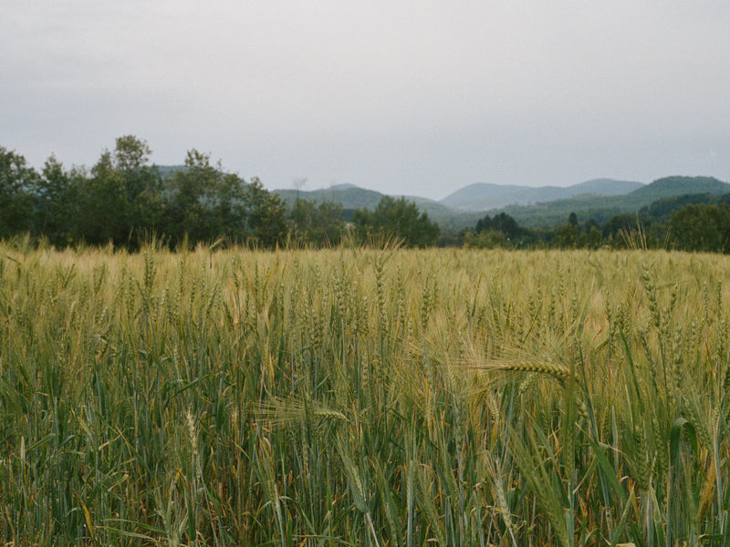 Grains dans les champs