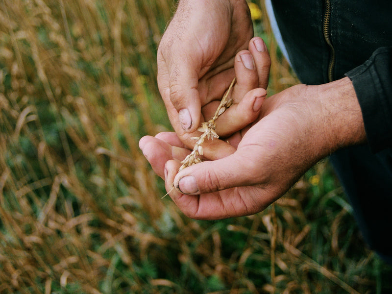 Mains avec du grain